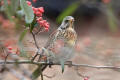 Fieldfare