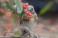 Fieldfare