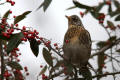 Fieldfare