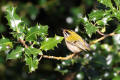 Firecrest