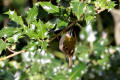 Firecrest