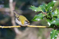 Firecrest