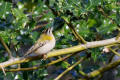 Firecrest