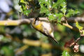 Firecrest