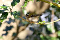 Firecrest