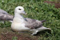 Fulmar