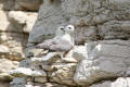 Fulmar