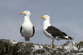 Great Black-backed Gull