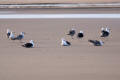 Great Black-backed Gull