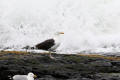 Great Black-backed Gull