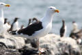 Great Black-backed Gull