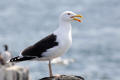 Great Black-backed Gull