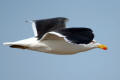 Great Black-backed Gull