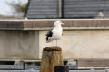 Great Black-backed Gull