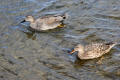 Gadwall