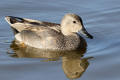 Gadwall