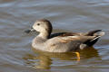 Gadwall