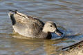 Gadwall