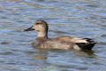 Gadwall