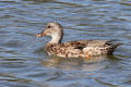 Gadwall