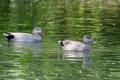Gadwall