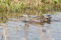 Gadwall