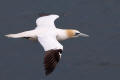 Gannet