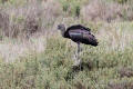 Glossy Ibis