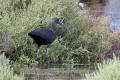 Glossy Ibis