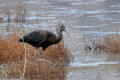 Glossy Ibis