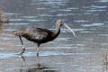 Glossy Ibis