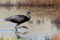 Glossy Ibis