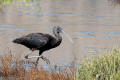 Glossy Ibis