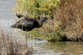 Glossy Ibis