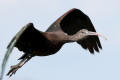 Glossy Ibis