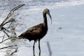 Glossy Ibis