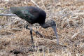 Glossy Ibis