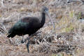 Glossy Ibis