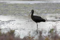 Glossy Ibis