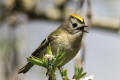 Goldcrest