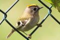 Goldcrest