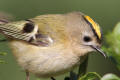 Goldcrest