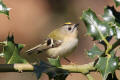 Goldcrest