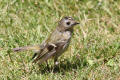 goldcrest