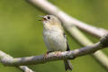 Goldcrest