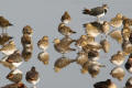 Golden Plover