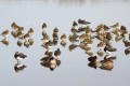 Golden Plover