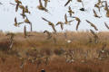 Golden Plover