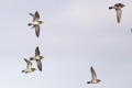 Golden Plover