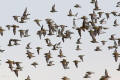 Golden Plover